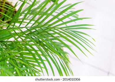 Close-up On The Leaves Of A Bamboo Palm Tree (chamaedorea Seifrizii) Indoor