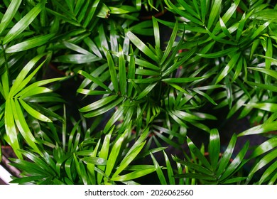 Close-up On The Leaves Of A Bamboo Palm (chamaedorea Seifrizii) Of Indoor Plants, Green Leaves Of Indoor Palms. Natural Green Leaves Background