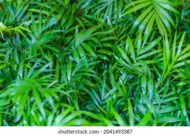 Close-up On The Leaves Of A Bamboo Palm (chamaedorea Seifrizii) Of Indoor Plants, Green Leaves Of Indoor Palms. Natural Green Leaves Background