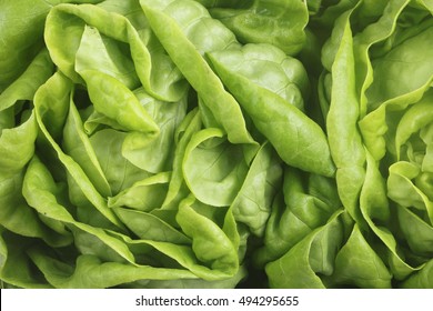 Closeup on leaves of butterhead lettuce salad