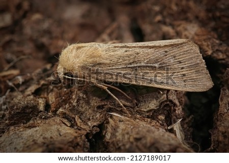 Closeup on the lightbrown obscure wainscot owlet moth, Leucania obsoleta , sitting on a piece of wood in the garden