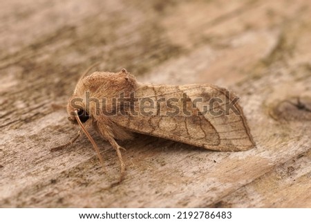 Closeup on the lightbrown rosy rustic potato skin borer owlet moth ,Hydraecia micacea sitting on wood