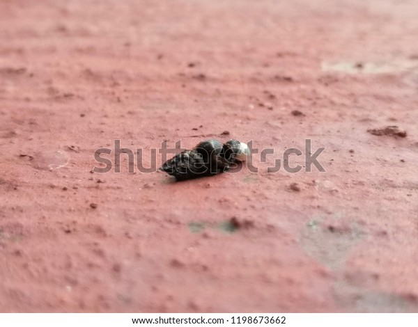 Closeup On Lizard Poop Red Floor Stock Photo (Edit Now) 1198673662