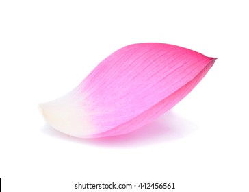 Image result for lotus petal