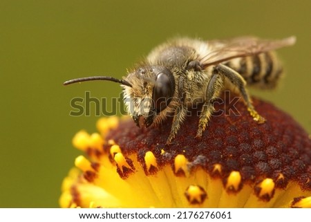 Closeup on a male Patchwork leafcutter bee, Megachile centuncularis, sitting on top of an orange Helenium flower