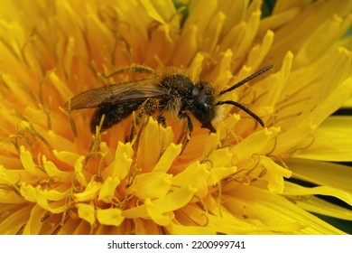 Closeup on a male Small Sallow mining bee, Andrena praecox sitting in a yellow dandelion, Taraxacum officinale, flower in the field - Shutterstock ID 2200999741