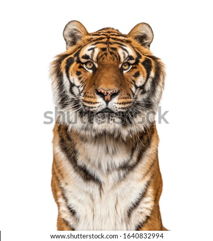 Close-up on a male tiger facing at the camera, big cat, isolated on white 