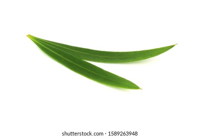 Closeup On Melaleuca (Tea Tree) Leaves Used For Essential Oil Production. Isolated On White Background.