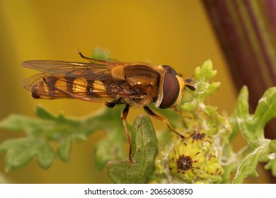 Closeup on the Migrant hoverfly, Eupeodes corollae sitting on top of a plant