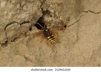 Closeup On A Paintend Nomad Bee, Nomada Fucata, Inspecting Potentital Nest Of Yellow Legged Mining Bees To Parasite