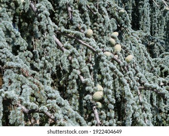 A closeup on a pine tree