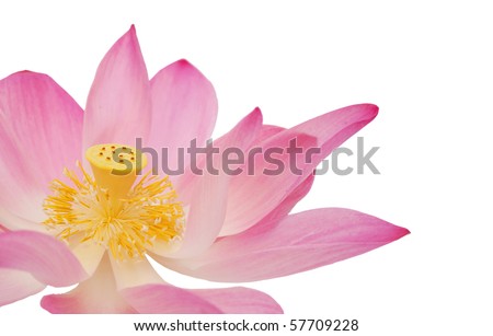 Similar – A yellow water lily on dark background