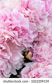 Closeup on a pink peony flower and a flowerbud