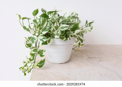 Closeup on pothos N'Joy that has small variegated leaves of green, cream and white. Planted in white pot with its vines drape over it. Isolated on cream color marble table and white background.