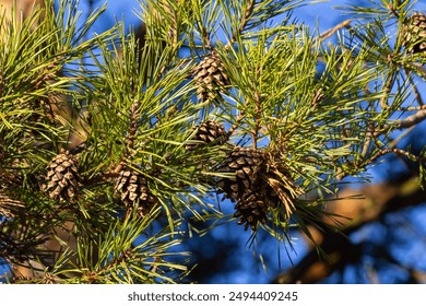 Close-up on a pretty pine cone hanging from its branch and surrounded by its green thorns. Pine cone, pine thorns, pine branch and blue sky. - Powered by Shutterstock