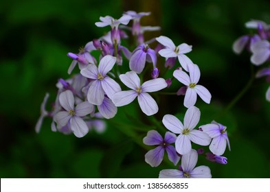 Closeup On Purple Gilliflower Hesperis Matronalis Stock Photo (Edit Now ...