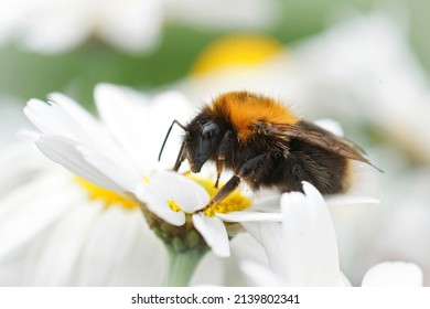 Closeup on a queen tree bumblebee, Bombus hypnorum sitting on a white flower in the garden