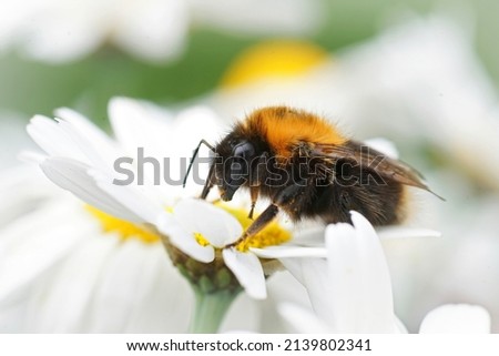 Closeup on a queen tree bumblebee, Bombus hypnorum sitting on a white flower in the garden