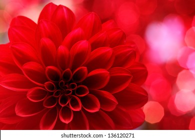 Closeup On Red Dahlia Flower