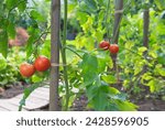 closeup on red tomatoes ripening in a vegetable garden attached to a guardian in green foliage	