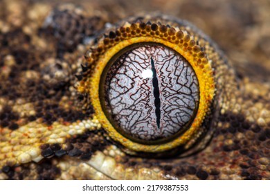 Close  up reptile eye  New Caledonia bumpy gecko  Rhacodactylus auriculatus
