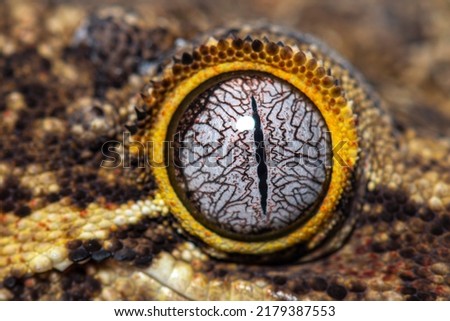 Close-up on a reptile eye, New Caledonia bumpy gecko, Rhacodactylus auriculatus