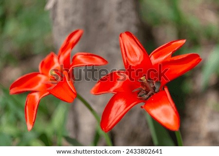 close-up on a satiny red orange tulip on a defocused natural background