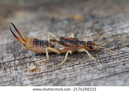 Closeup on the Shore earwig, Labidura riparia , one of the largest earwigs  from the Gard, France