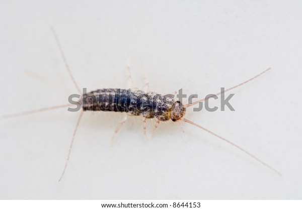 Closeup On Silverfish Insect Ceramic Sink Stock Photo Edit