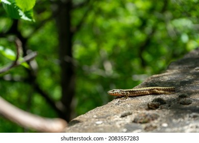 Close-up On Small Green Lizard With A Broken Tail Sitting By The Side Of A Road