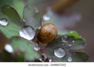 Close-up on snailshell on leaf with water drops