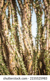 Closeup on the snake-like vines of the ocotillo tree in Joshua Tree national park. Also known as coachwhip, candlewood, or vinewhip. Spirals of sprouts and spines around wood.