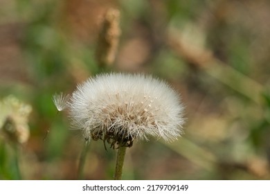 Closeup On A Sow Thistle, Botanical Name Is Sonchus Arvensis, Macro Photo