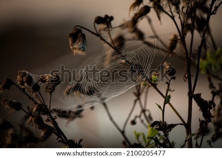 Similar – Foto Bild Nach dem Regen Winter