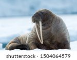 Closeup on Svalbard walrus with tusks