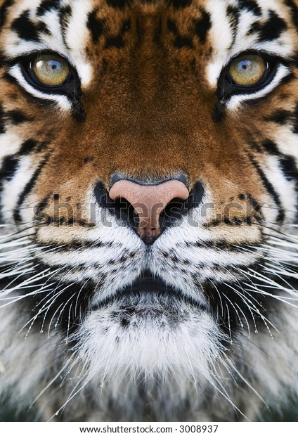 close-up on a Tiger's
face