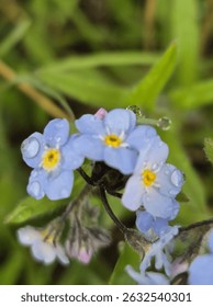 Close-up on tiny, sky-blue forget-me-nots, their intricate floral pattern and bright yellow hearts creating a miniature natural mosaic. A symbol of enduring beauty.