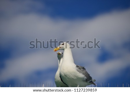 Similar – Image, Stock Photo A sea rat rarely comes alone