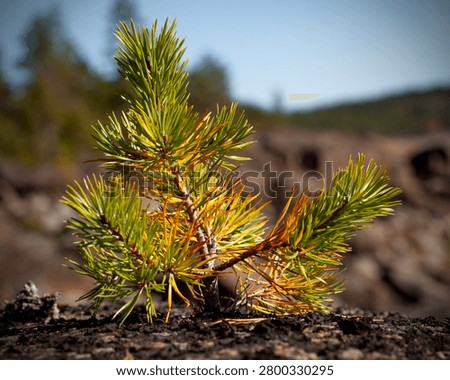 Closeup on a very small pine tree on solid rocks. Lives on the edge, for what is possible. Lichen and moss in the surrounding area.