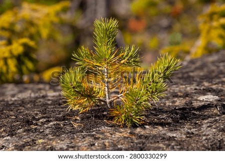 Closeup on a very small pine tree on solid rocks. Lives on the edge, for what is possible. Lichen and moss in the surrounding area.