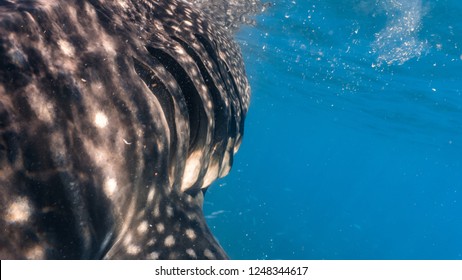 Closeup on a whale sharks gill