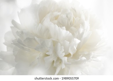 Closeup On White Peony Flower