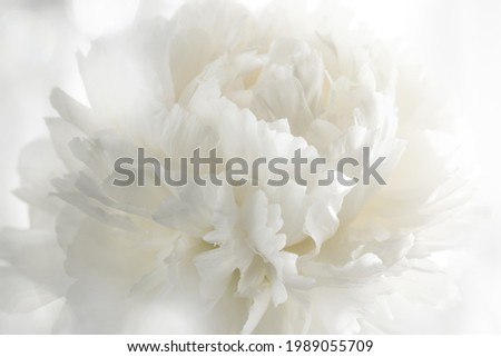 Closeup on white peony flower