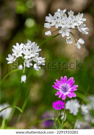 Closeup on a wild broad-leaved anemone flower - Anemone hortensis - with Neapolitan garlic - Allium neapolitanum in the background Сток-фото © 