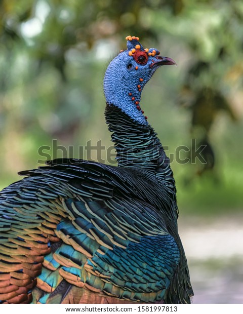 Close-up on an wild\
turkey (ocellated turkey, Meleagris ocellata) at Tikal\
archaeological site,\
Guatemala.