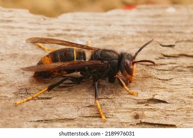 Closeup on a worker Asian hornet , Vespa veluatina an invasive species and threat to the European honeybee cultures