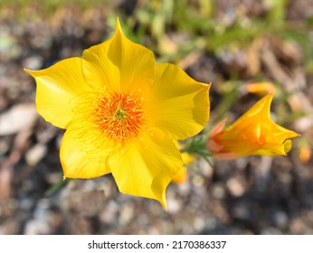 Closeup On The Yellow Flower Of A Golden Bartonia Blazing Star Mentzelia Lindleyi Plant