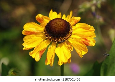 630 Flower Visiting Insects Wild Images, Stock Photos & Vectors ...