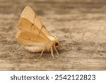 Closeup on a yellow September Thorn moth, Ennomos erosaria, sitting with open wings on wood ready to departure