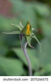 Closeup On A Yellow Sunflower Bud, Called Helianthus Debilis. Also Known As Cucumberleaf Sunflower, Beach Sunflower And East Coast Dune Sunflower. With Bokeh Lights In The Blue Sky Background. 